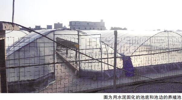 长乐违建养殖场用水泥固化虾池 漳港街道被指监管不到位