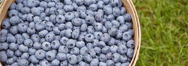 BC蓝莓，来自加拿大的优质蓝莓