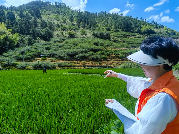 平安产险宁德中心支公司：橙衣卫士战酷暑 守护稻香保丰年